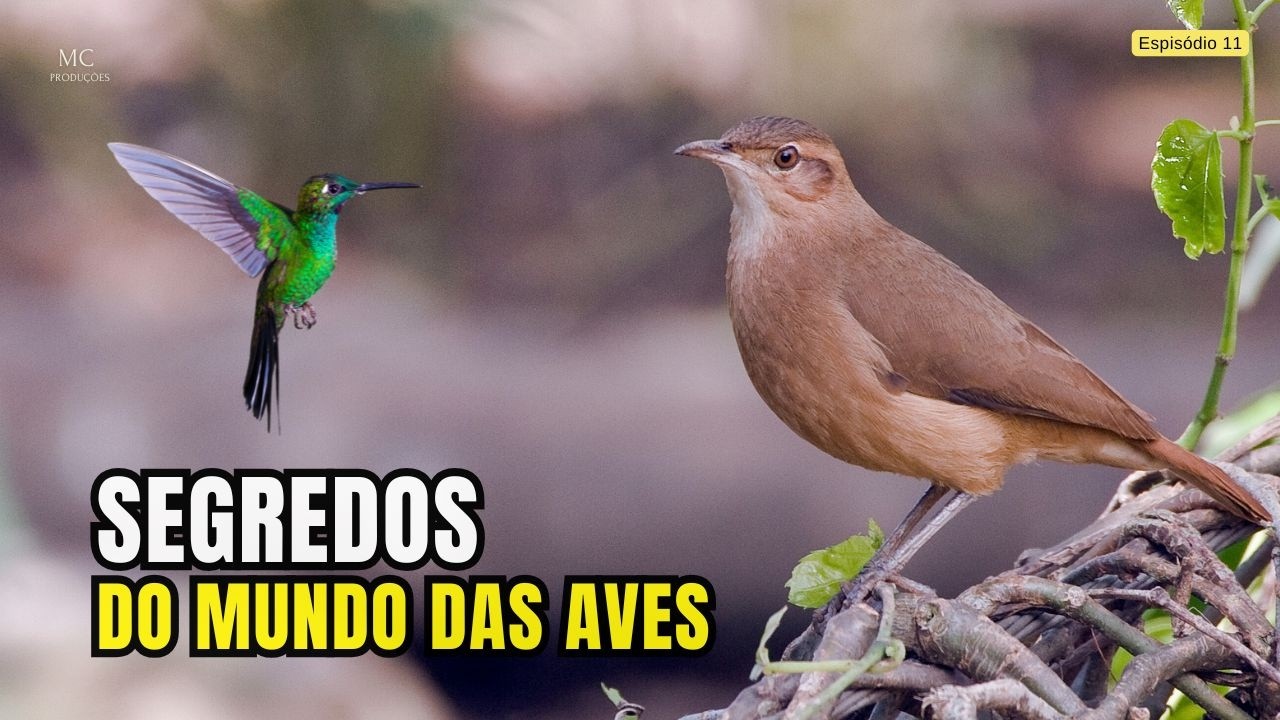 Segredos do Mundo das Aves – Natureza fascinante – Documentário Completo
