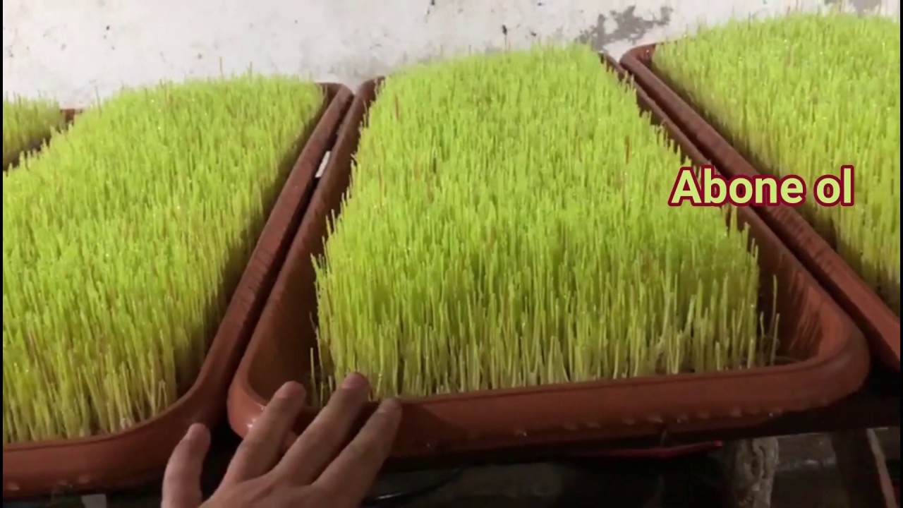 Arpa Mısır Yulaf Karışımı ile Hasıl yaptı Ahmet PAÇACI Deneyi Geliştiren ve Üreten TÜRKİYE için