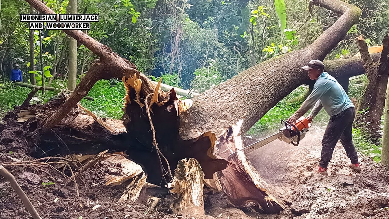 Dramatic !! Biggest Trembesi fall in the garden, Stihl ms 881 chainsaw.