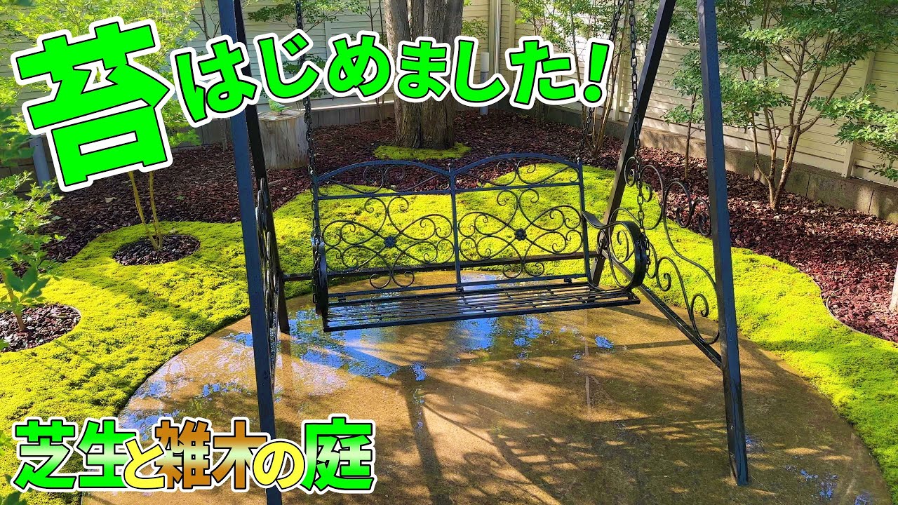 【芝生と雑木の庭】苔(コケ)はじめました！