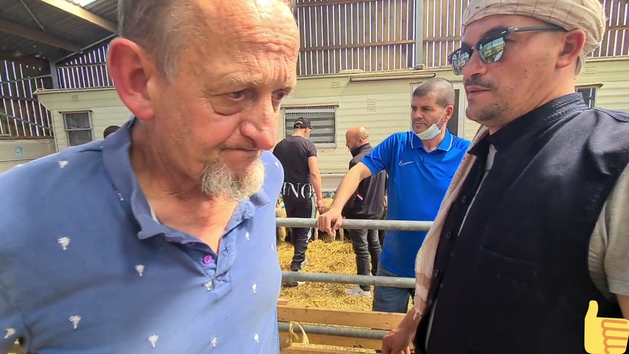 فيرمة الكباش 🐏🐑مع عمي كريم باللباس التقليدي الجزائري 😅😅🤩❤