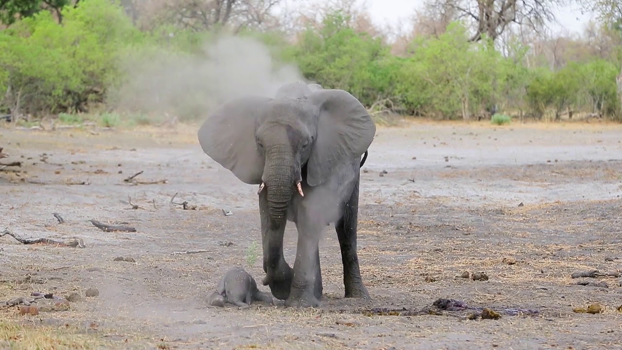 Elephant Baby First Steps   Andy Biggs Photo Safaris