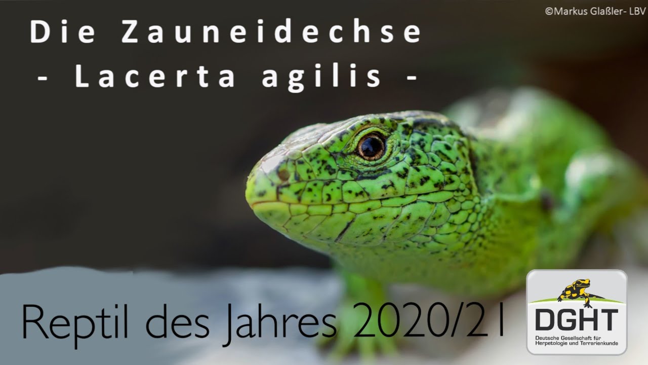 Die Zauneidechse - ein kompaktes Artenportrait