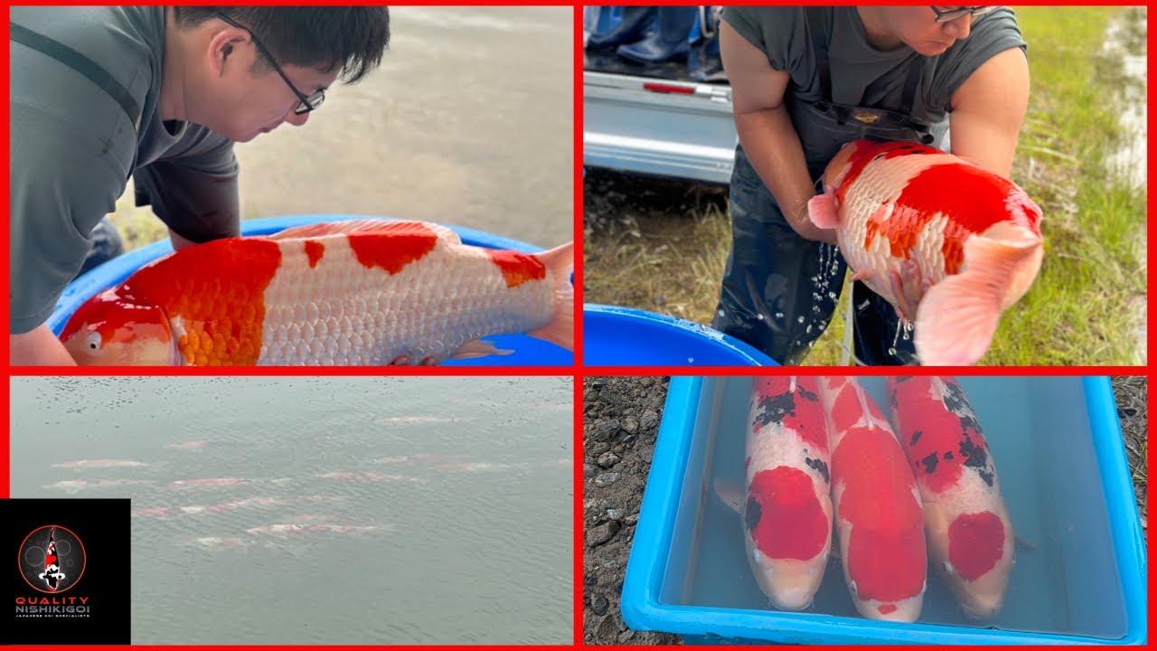 SHINTARO JUMBO KOI RELEASE PT2!! DRONE FOOTAGE!!