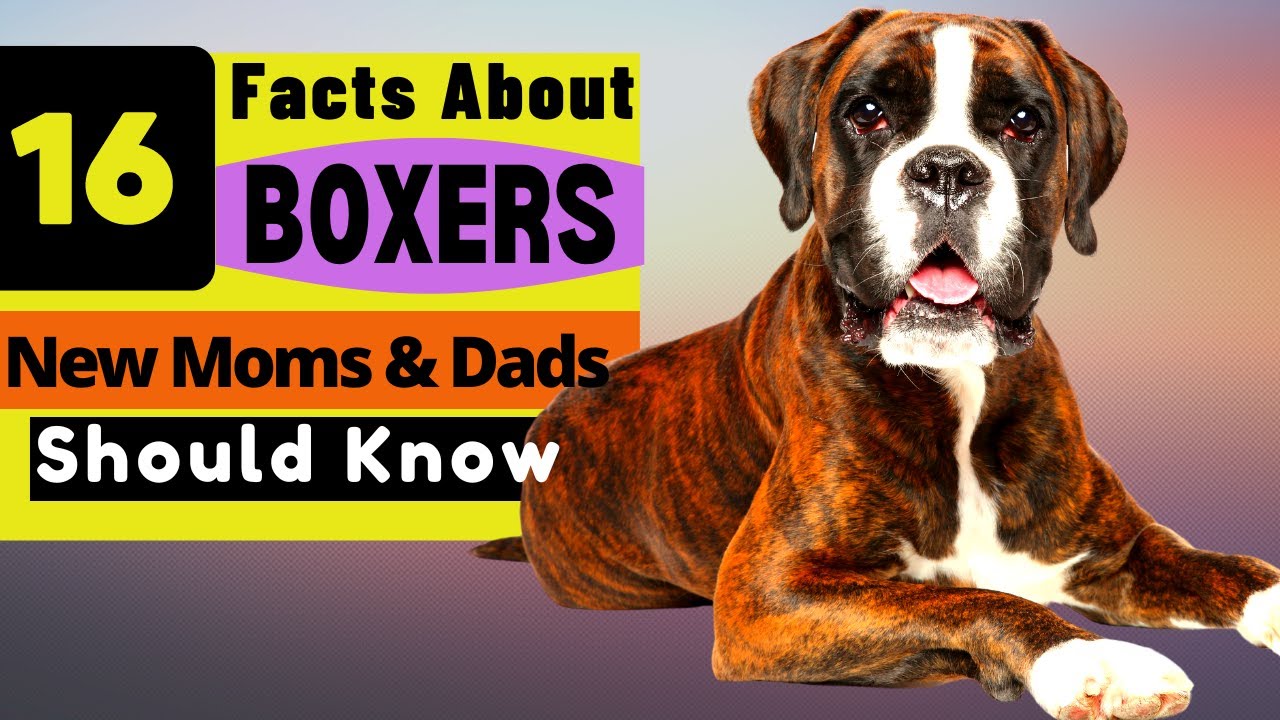 16 Important Facts About Boxer Dog all New & Prospective Owners Should Know
