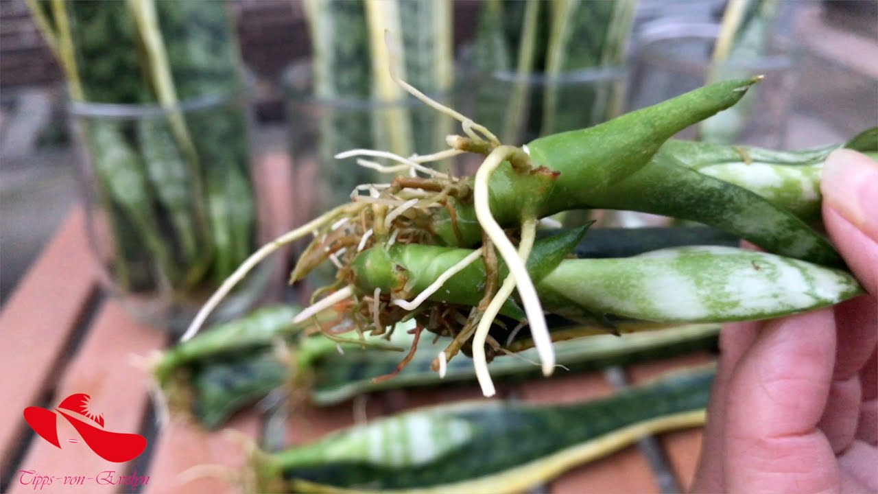 HOW TO DIVIDE SNAKE PLANT PUPS