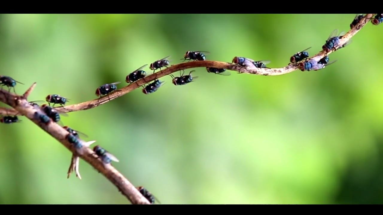 Beautiful Blow flies #nature #photography