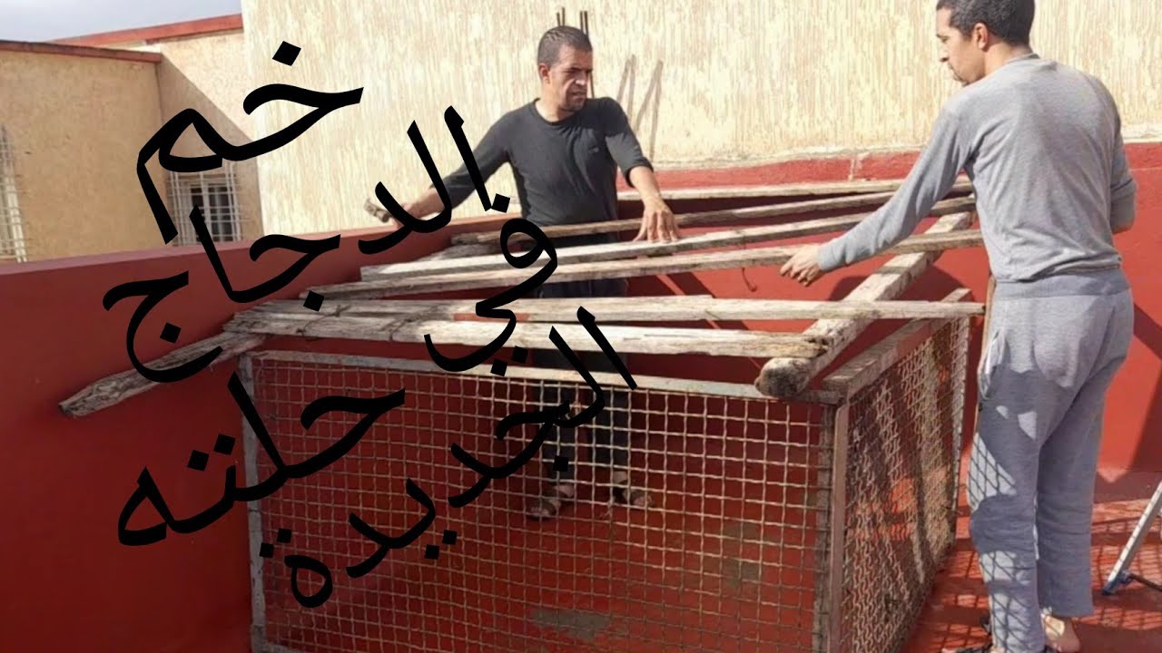 اصلاح خم الدجاج في سطح المنزل vlog (1)