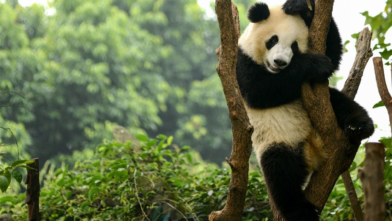 China’s Secret Animal (FROM RARE VHS TAPE FOR ARCHIVAL USE ONLY)