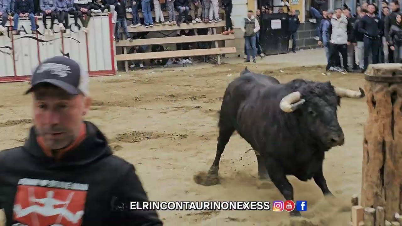Salida primer toro cerril del torero en Castellnovo 24 de enero de 2026 