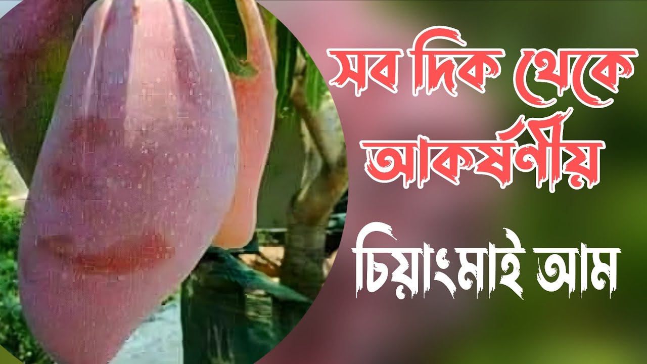  চিয়াংমাই আম বিদেশি উন্নত জাতের আমগুলোর মধ্যে অনতম
