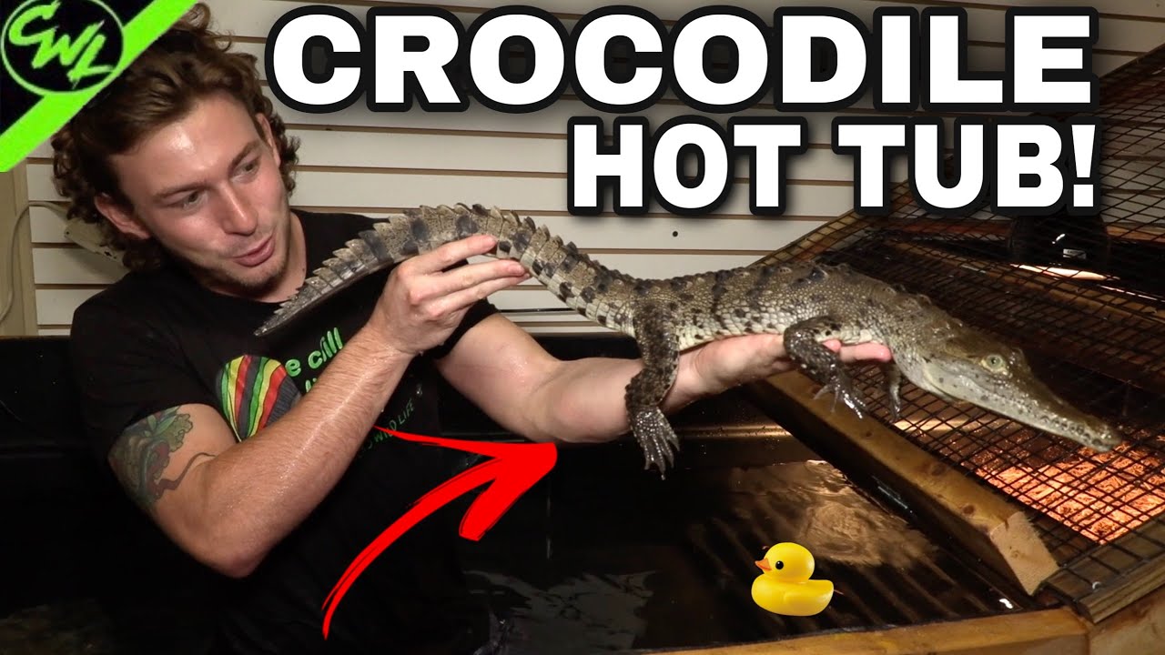 CROCODILE HOT TUB!!!