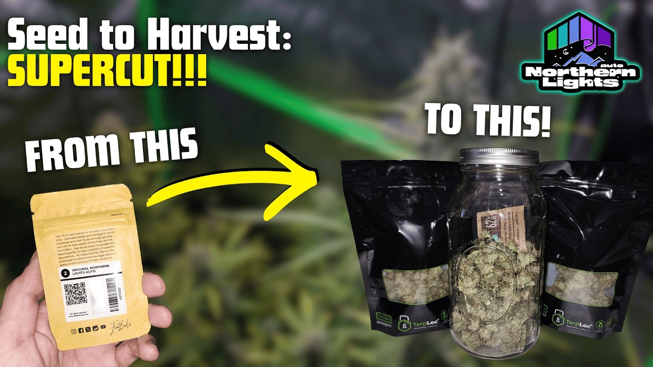 Полный цикл выращивания Northern Lights Auto: от семечки до урожая!! ВСЯ СЕРИЯ В ОДНОМ ВИДЕО!!