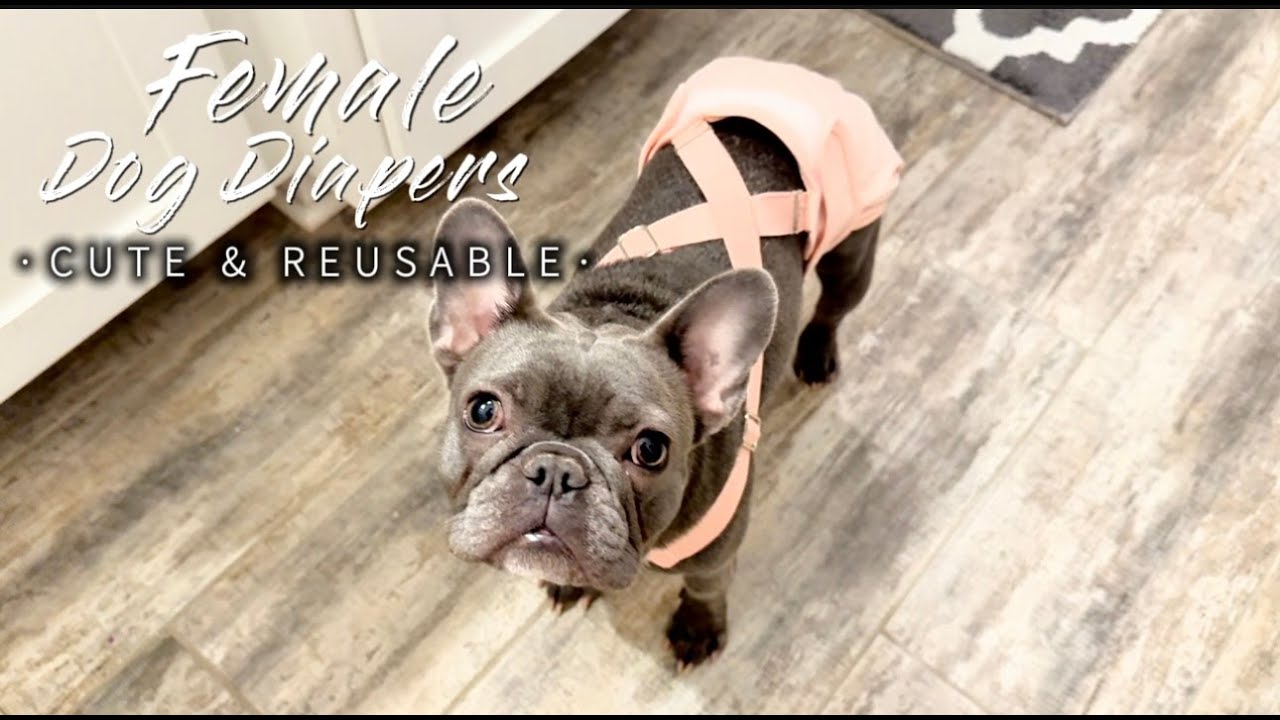 Female Dog Diapers with Suspenders Review | Washable, Leakproof, & Stay Put!
