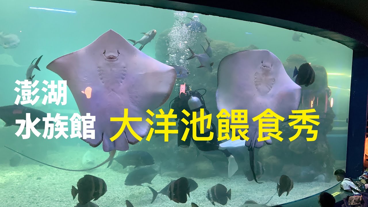 台灣Taiwan~澎湖~水族館~餵食秀（背景聲音偏大）