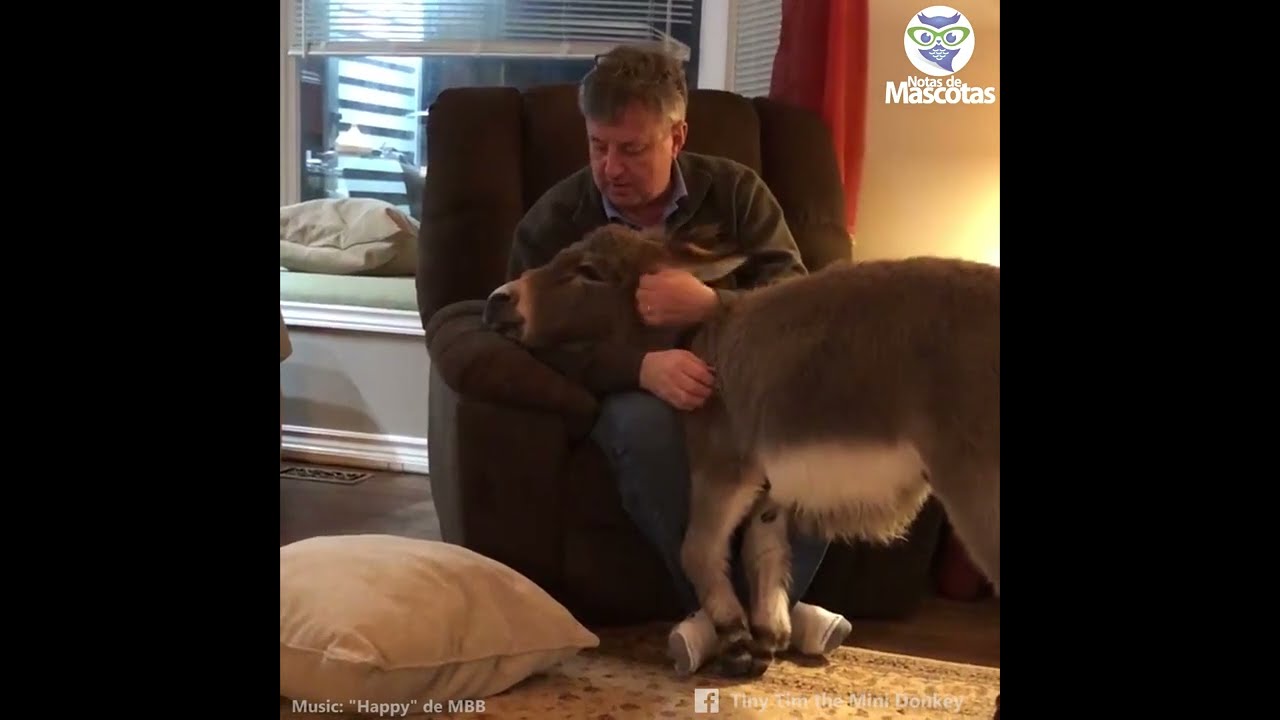 Burro rescatado cree que es un perro 🐶