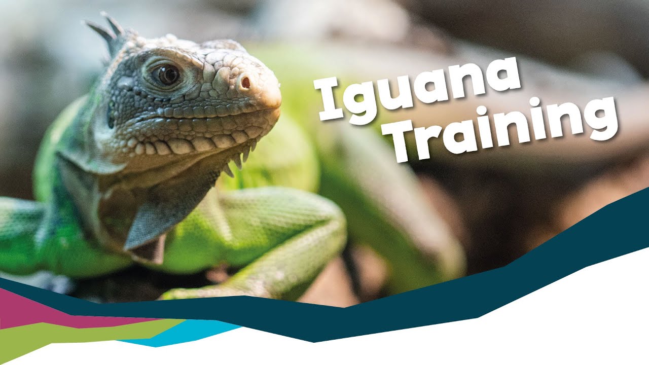Training Our Lesser Antillean Iguana! [Paignton Zoo]