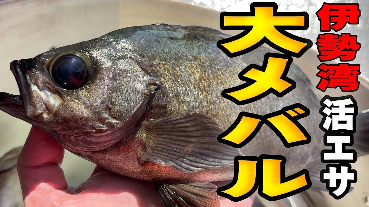 《愛知・竹下釣船》【尺超えの巣窟】師崎沖の大メバルを狙え！2026 3 1