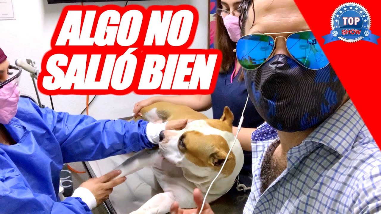 PROGESTERONA EN PERROS 
