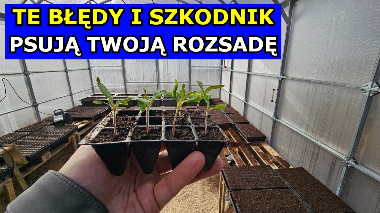 Unikaj tych Błędów przy Produkcji Rozsady. Wybiegają Sadzonki Warzyw. Podlewanie Rozsady. Ziemiórki.