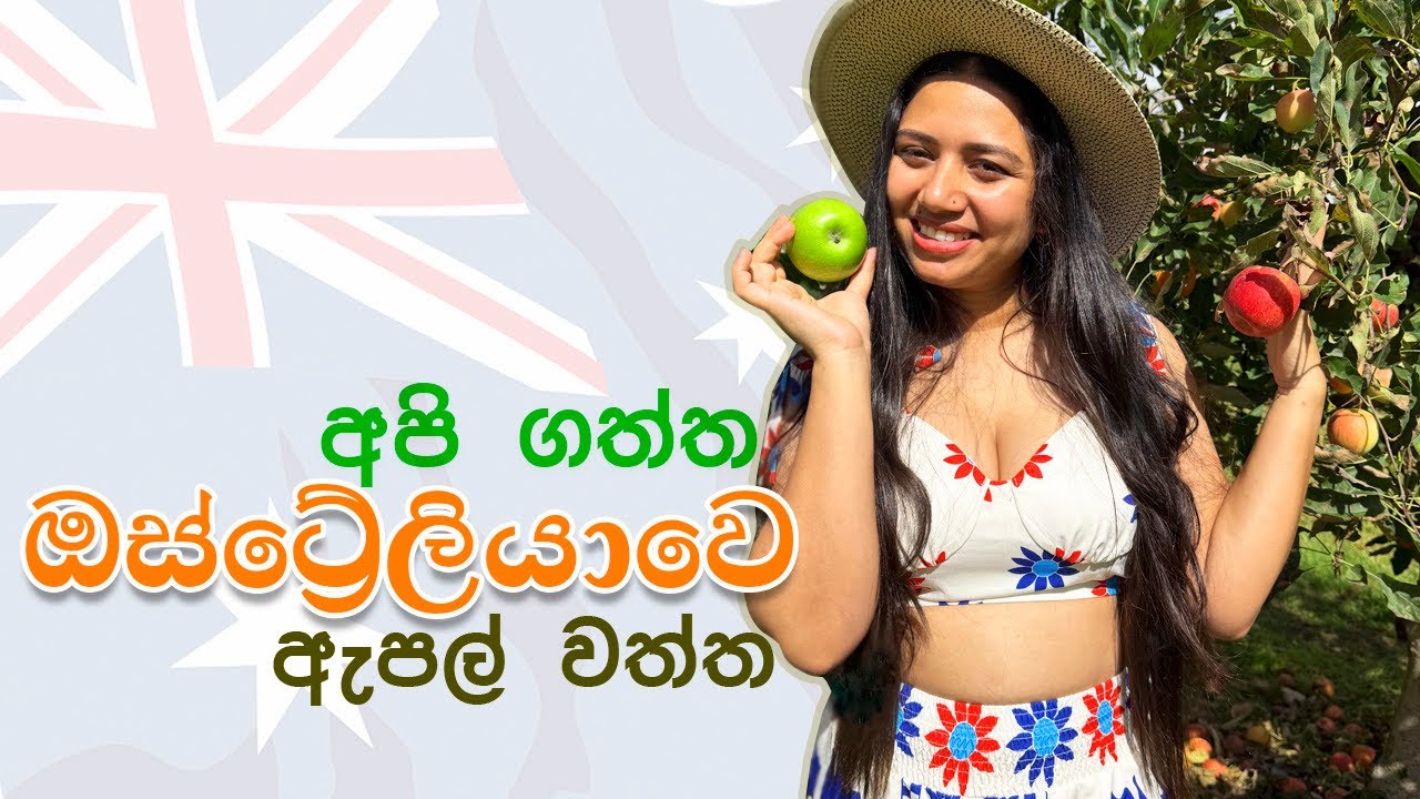Apple picking in Bilpin | Sydney | Australia 🇦🇺 එන්න ඇපල්වත්තක රවුමක් යන්න 🍏🍎