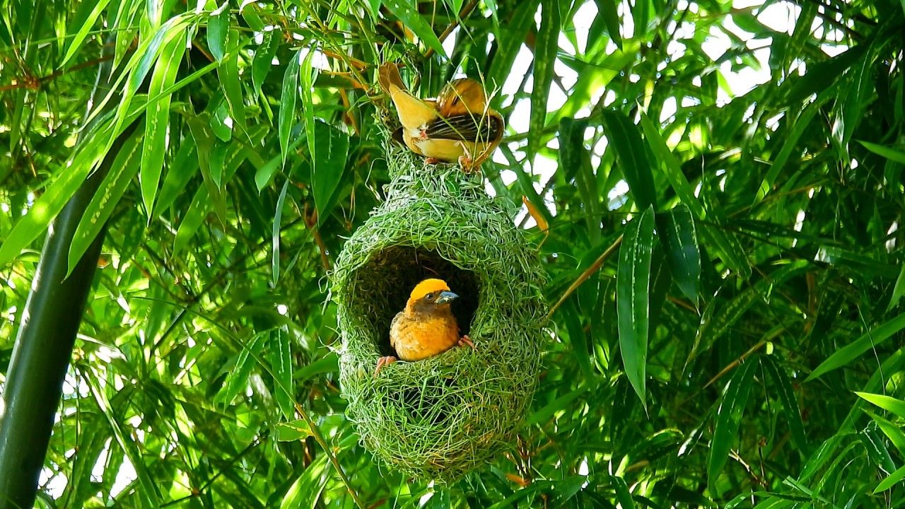 Life is struggle you come through Impressive Of Weaver Bird Build Nest Ep15