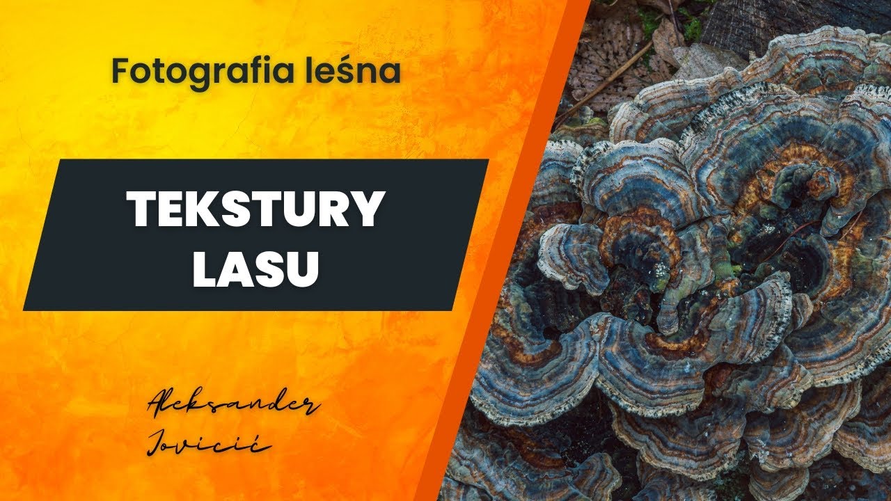TEKSTURY LASU - fotografia zbliżeniowa w lesie. Jak fotografować las?