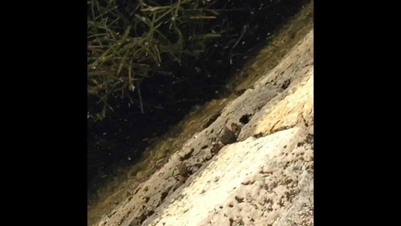 The Crabs Under Drapano Bridge (c) Lyn Rajah 8.7