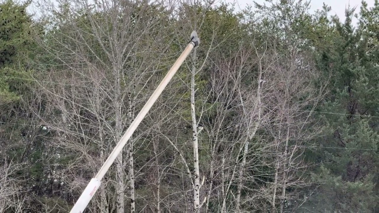 How far does your pole saw reach ? #outdoors #outdoorwork #treeservices #firewood #treeremoval 