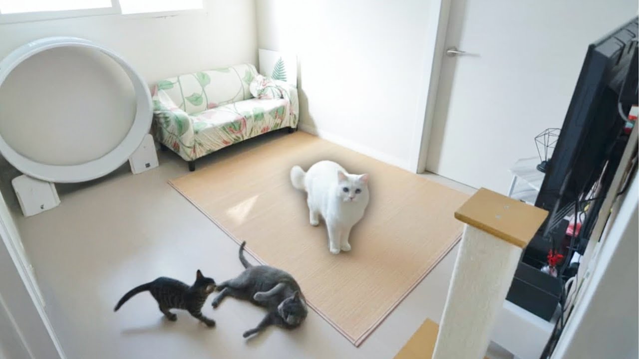 Living With 3 Cats in a Tiny Apartment (How I Made It Work)