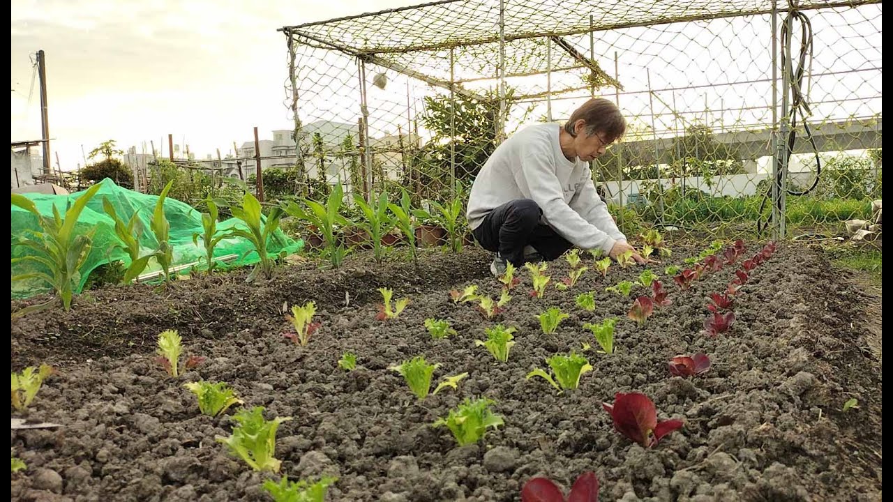 [狐狸菜園] 咖啡渣加茶葉渣 對生菜生長影響如何 實驗結果大公開 結果竟然出乎意料之外 Coffee grounds Tea residue Lettuce