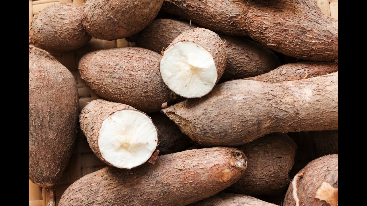 Why Civil Servant Became Cassava Farmer || Food Security Crop With || Many Commercial Benefits.
