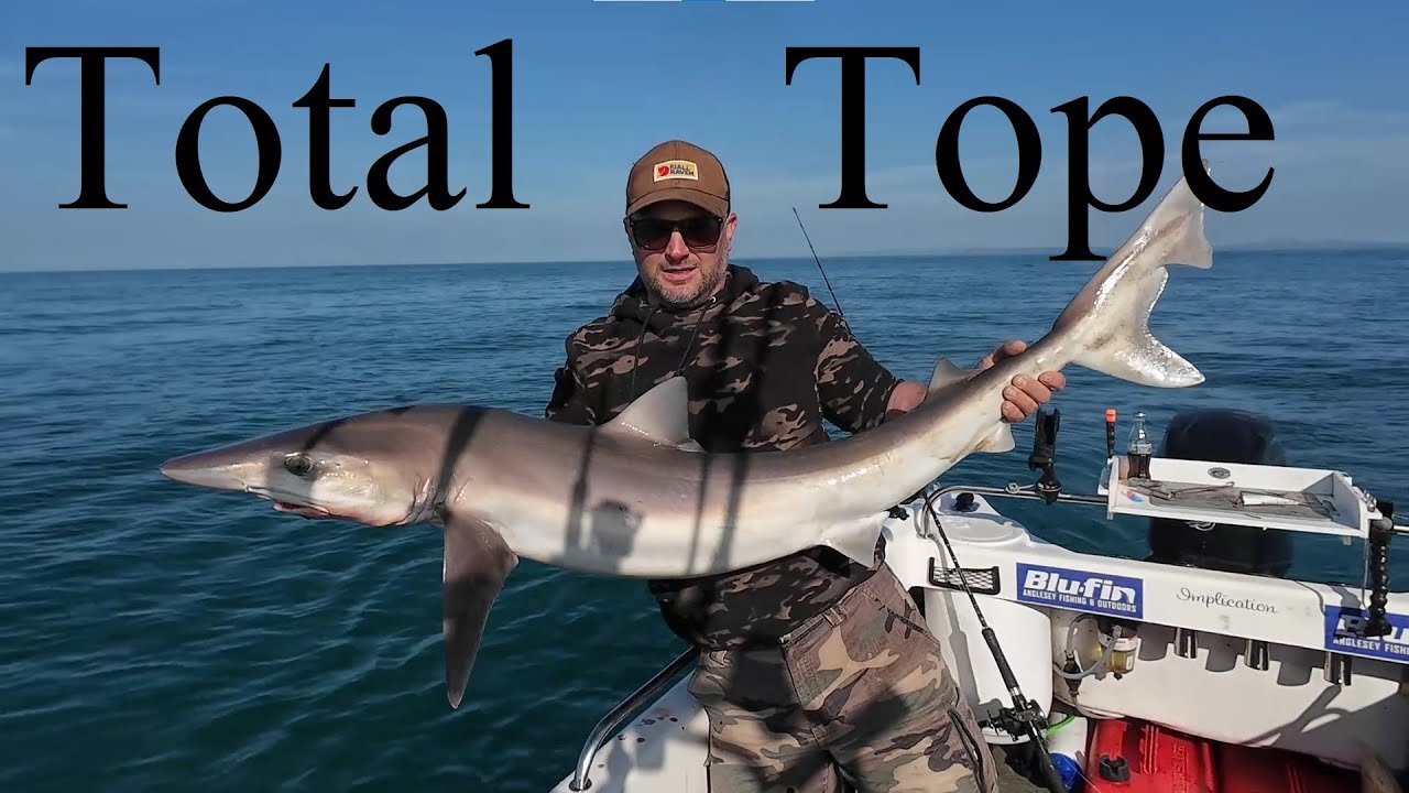 Best Days Tope Fishing EVER!!! - Underwater Tope Action, Pwllheli