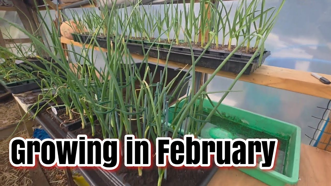 Gardening In February Full Update And Seeds Planted [SEEDS I HAVE SOW I FEBRUARY] #gardening 