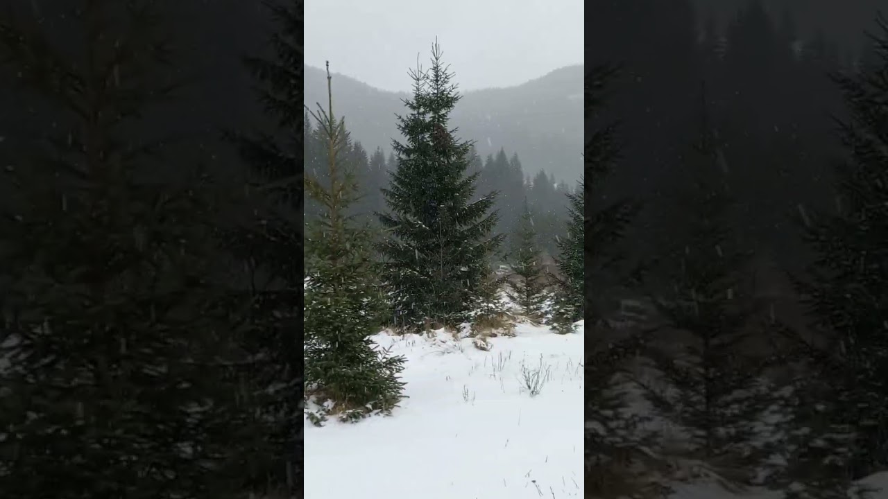 DANSUL FULGILOR DE NEA PE VALEA LOTRULUI - TRANSALPINA