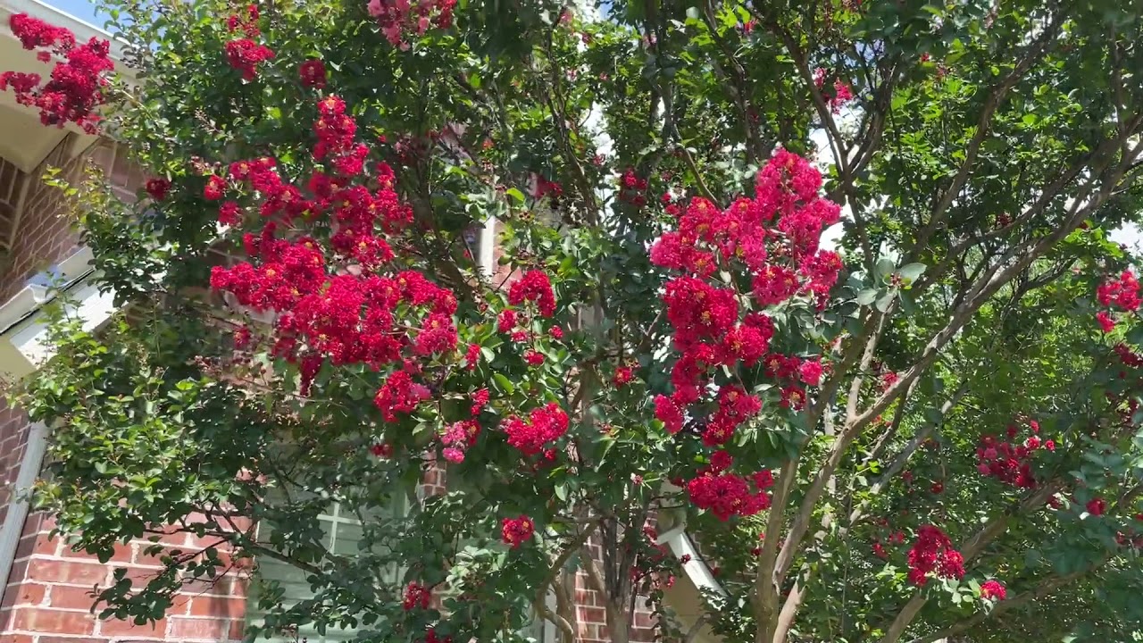 Best Plants Series - Red Rocket Crepe Myrtle
