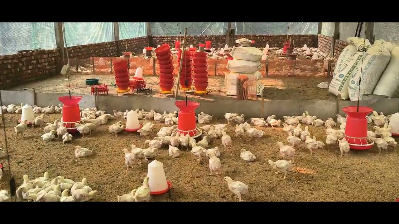Morning broiler Condition and Madicine 