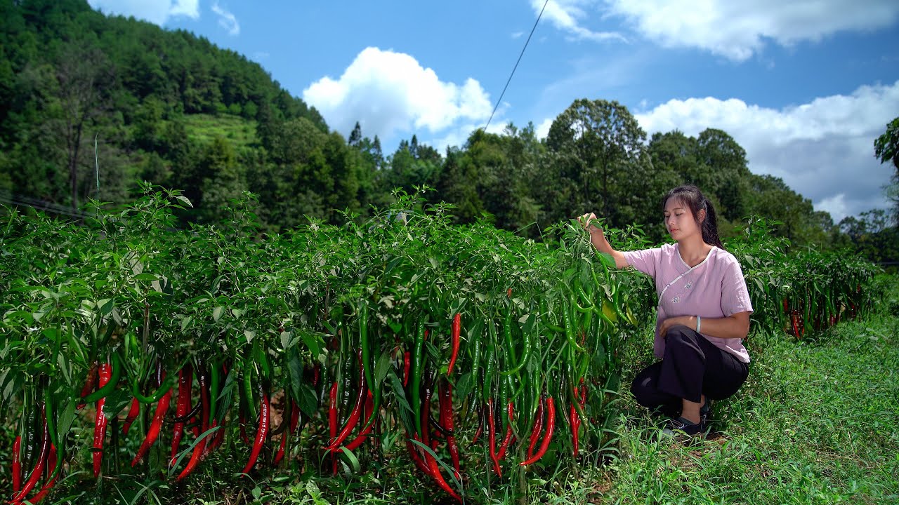 Guizhou Special Chili! The Spiciness is Just Right!
