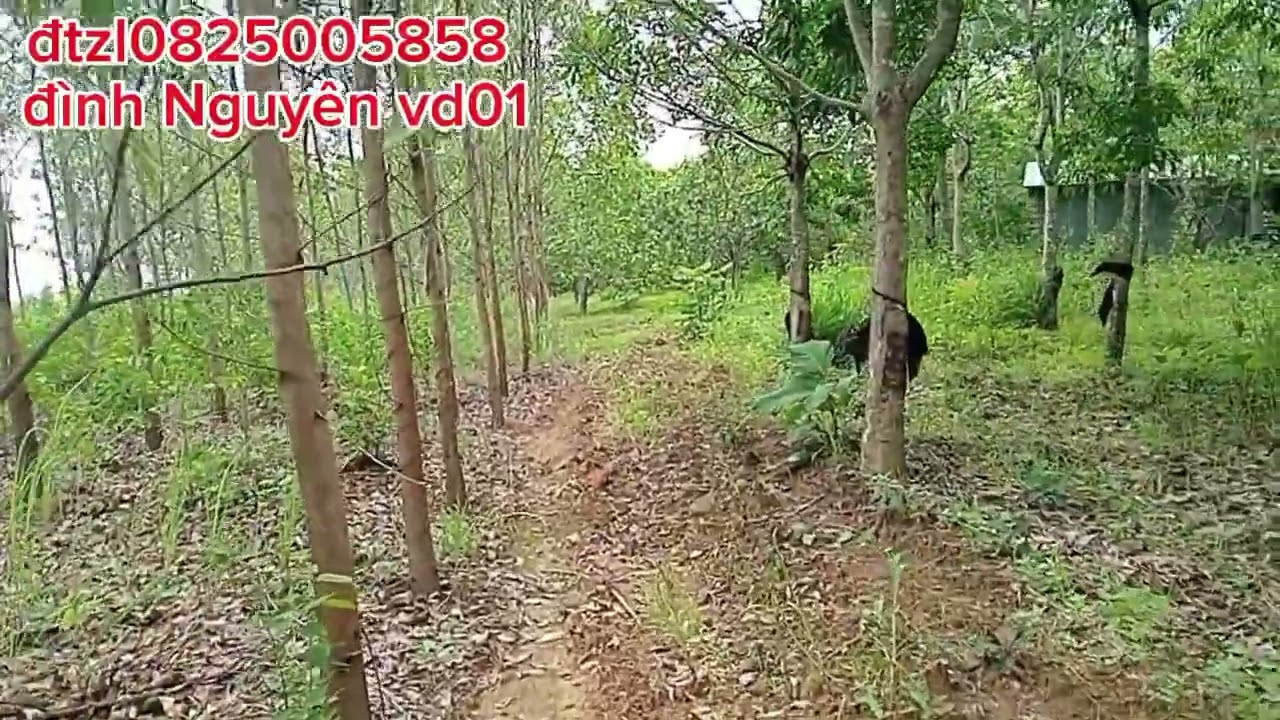7ha đất trống 3ha cao su 3ha kéo 1ha điều giá cực rẻ 900tr nguyên lô đất xã iablu chủ puh giá lai