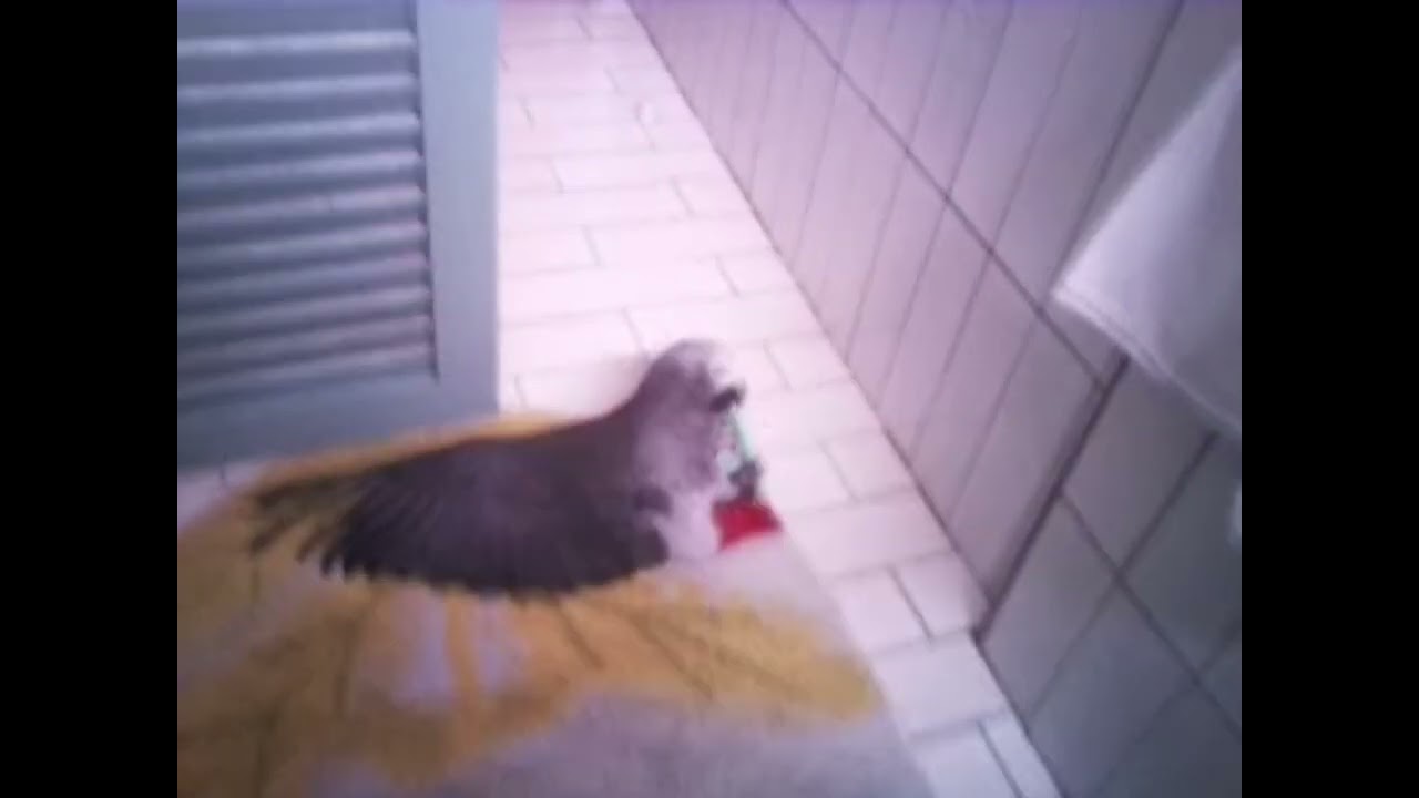 Ricco: The Ultimate Evolution | From Cute Baby Parrot to Object Destroyer
