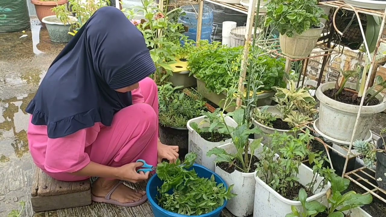 panen lagi di kebun atap