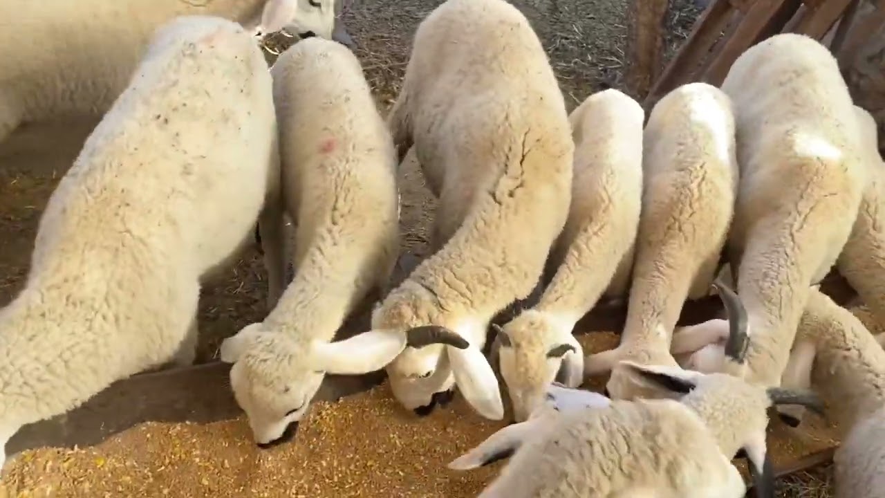 اول زيادة تبارك الله كيف جاتكم زيادة اشنو كنعلف نعجة لي كتولد؟