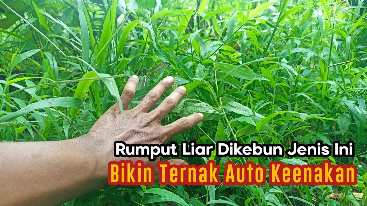 Berburu rumput liar dikebun, dapet spot ngarit favorit tukang ngarit...