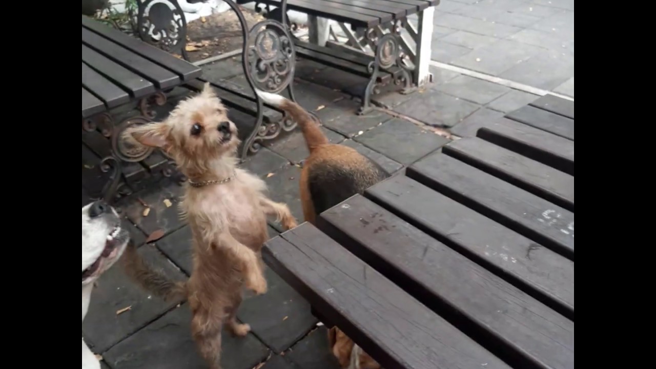 บีเกิ้ล หมาวัด  #Begle in  Bangkok#