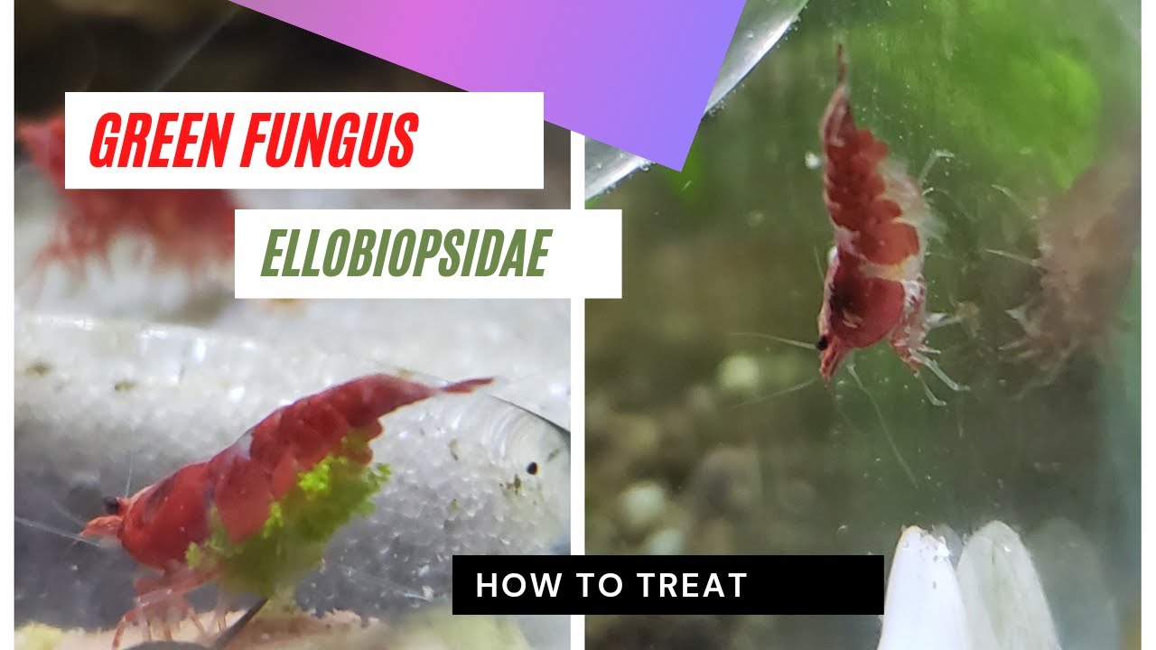Treating steps for Ellobiopsidae, green fungus on neocaridina shrimps