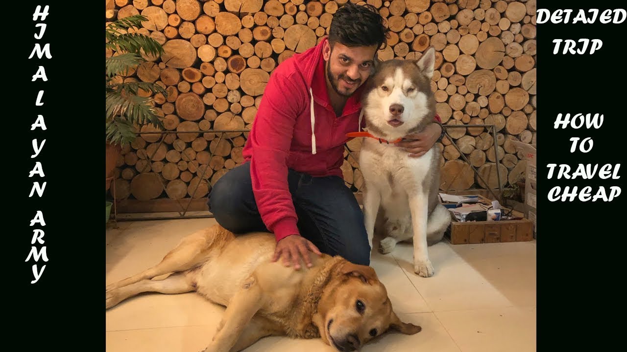 MEETING THE HIMALAYAN HUSKY - GHOST AND MAX