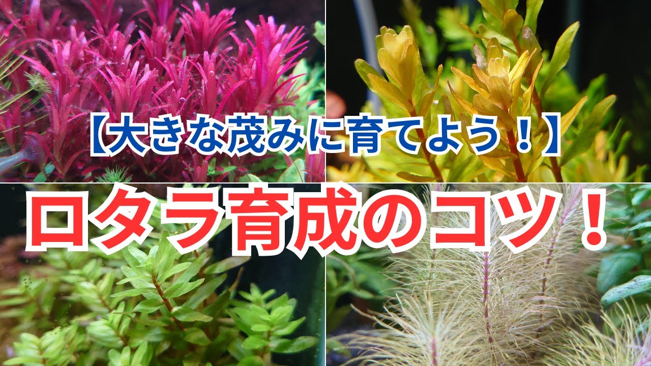 【プロが教える】ロタラのコツ！ 育成のポイントやタイプ別の特徴などを解説します