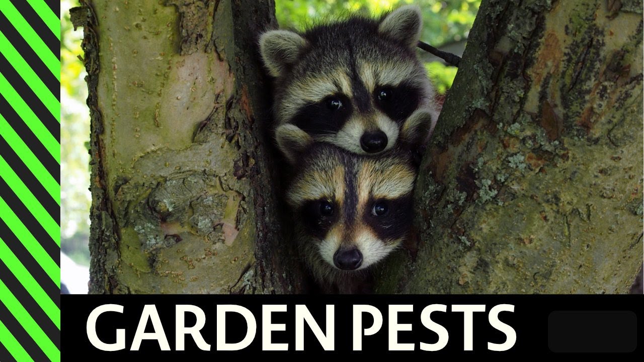 Protect Your Garden from Animals