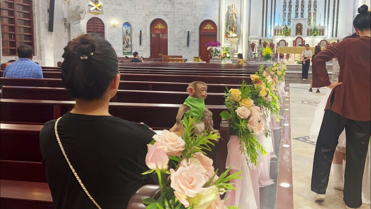 Lucky Baby Monkey Goes Out With Mom At Church
