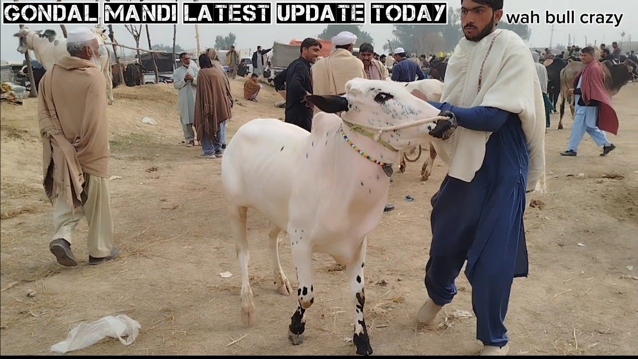 Today Gondal Mandi Attock Latest 16/02/2026 Fatehjangi Rate's Update (@Wahbullcrazy )Qurbani 2026.27